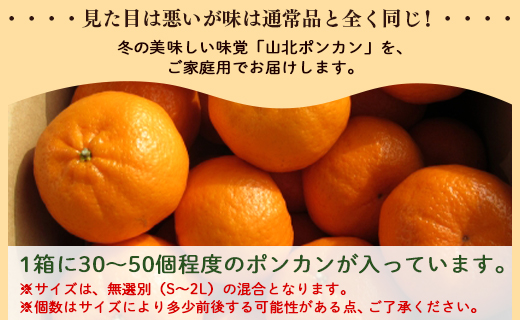 ぽんかん 5kg(約30～50個程度) 訳あり 山北ポンカン - 果物 フルーツ 柑橘類 ぽんかん ミカン 蜜柑 訳アリ わけあり 生産者応援 甘い おいしい 美味しい 山北みらい 高知県 香南市 y