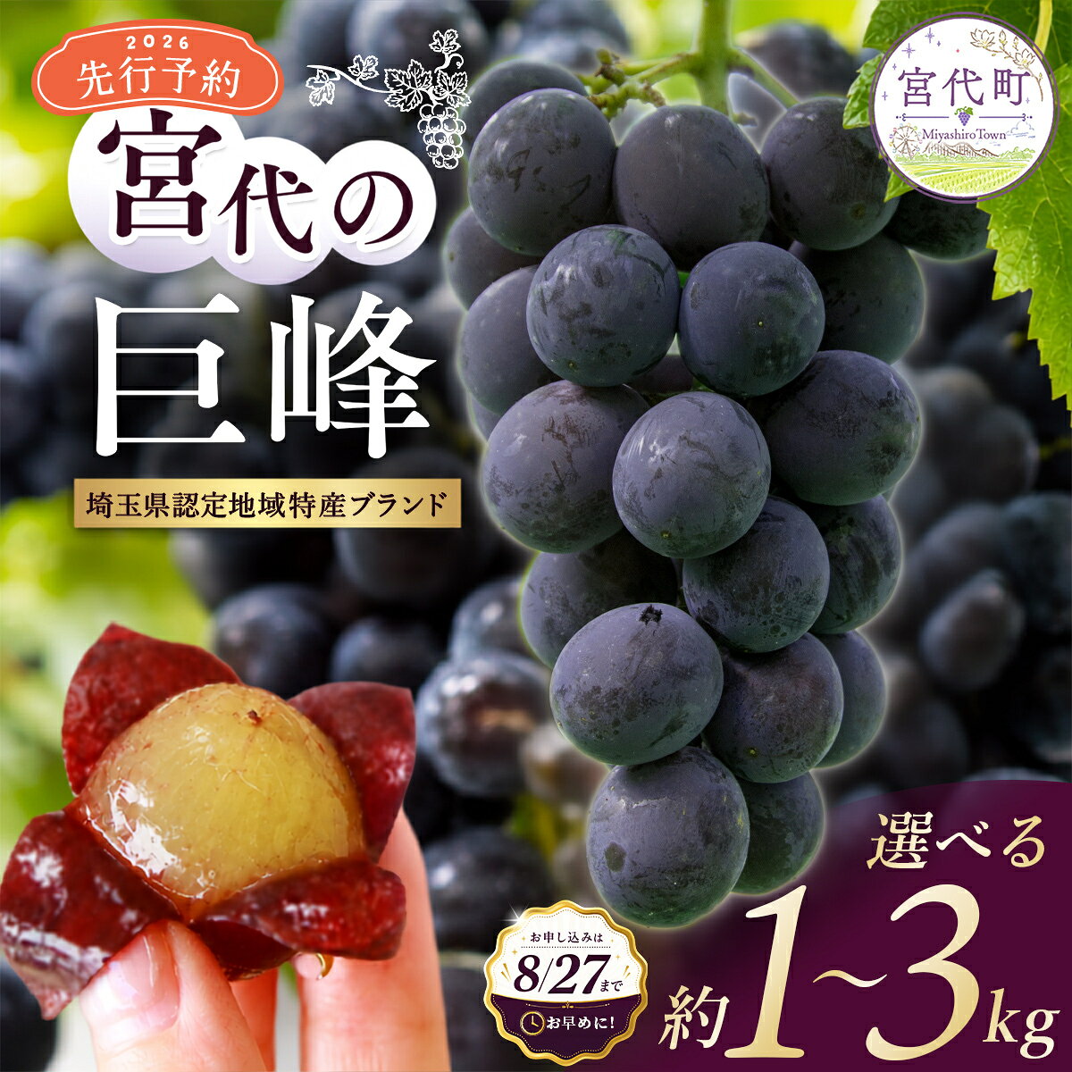【ふるさと納税】【先行予約】宮代の巨峰 選べる 1～3kg | 果物類 巨峰 ぶどう 葡萄 宮代町 埼玉県 先行予約 8月発送 粒揃い 産地直送 朝採れ 種あり 黒ぶどう 完熟 産地直送 濃厚 ジューシー フルーツ ギフト 贈答用 プレゼント 関東 冷蔵配送 数量限定 季節限定 こだわり