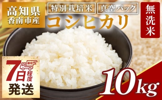 【7日程度で発送】特別栽培米 コシヒカリ 10kg 新米 白米 コシヒカリ 米 お米  こしひかり 白米 ごはん おにぎり おむすび ご飯 農業公社 高知県 香南市 常温 nu-0004