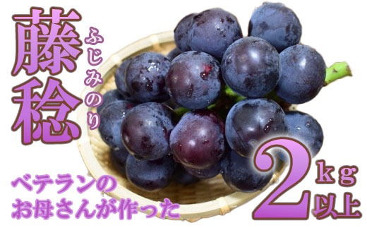 藤稔 ２ｋｇ（３～５房）　ふじみのり 葡萄 ブドウ ぶどう 果物 くだもの 山梨 やまなし フルーツ 富士川町