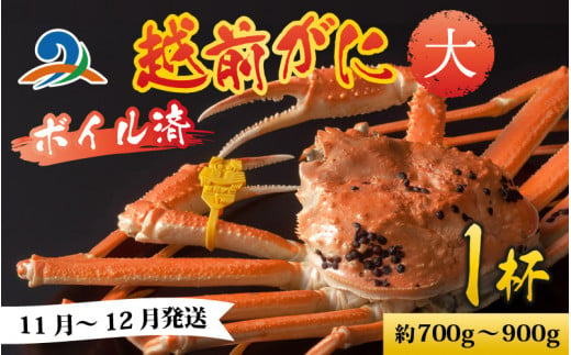 【先行予約】越前港より直送！ 越前がに 大 (約700g～900g) 1杯 【11月7日～12月29日順次発送予定】