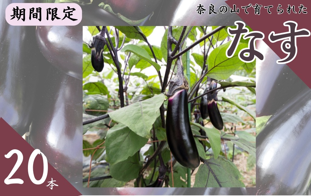 
            なす 〈期間限定〉 なすび 夏野菜 千両2号 （20本）国産 奈良市産 ナス 茄子 産地直送  野菜 ベジタブル 新鮮 焼きナス 麻婆 煮浸し 煮つけ 味噌炒め キズあり 奈良県 奈良市 4-166
          