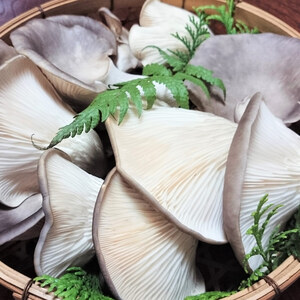 あわび茸 生 250g ( きのこ 希少 足太あわび茸 きのこ キノコ 国産 きのこ 食材 健康 きのこ 農薬不使用 滋賀県 きのこ 竜王町 きのこ 送料無料 贈り物 ギフト 産地直送 )
