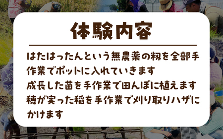 米作り体験コースD（もみまき、田植え、稲刈り、収穫祭参加） 米作り 手作業 無農薬 体験 お米 米 親子 イベント 自然 自然体験
