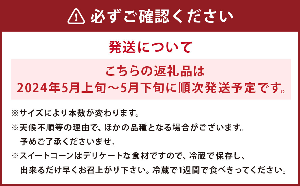 熊本県 菊池市産 高糖度 スイートコーン ドルチェドリームＡ 8～12本 トウモロコシ