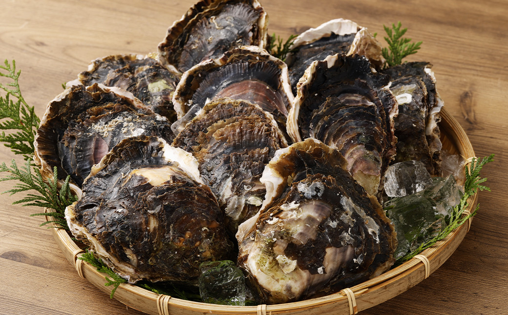 【指定日時必須】戸石町産 岩牡蠣 計約3kg（生食用／カキナイフ付き）