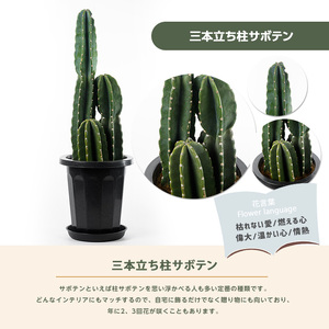 【観葉植物】三本立ち柱サボテン 60cm～80cm Green Farm M IB075-005 観葉植物 ※北海道・沖縄・離島配送不可