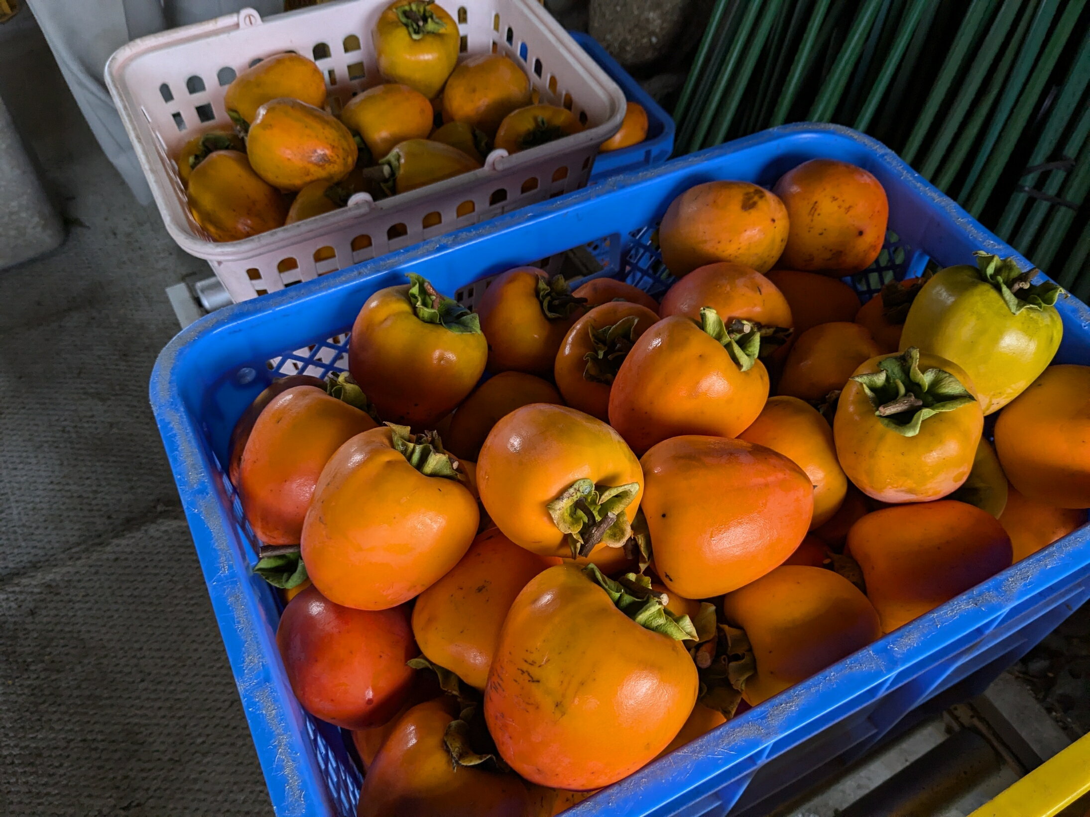 【ふるさと納税】【a004】干し柿用 蜂屋柿 4kg前後