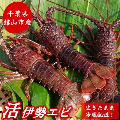 【金曜日発送】漁師直送!千葉県館山産 天然『活』伊勢海老　約1kg(サイズおまかせ)【配送不可地域：離島・北海道・沖縄・中国・四国・九州】【1602610】