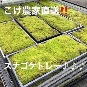 スナゴケ 苔（育苗トレー入り）6枚 【苔テラリウム】 こけ コケ 牧之原市 静岡県