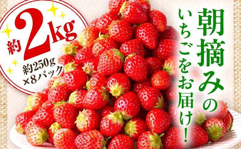 【先行予約】訳あり 苺音クラフト～加工用さぬきひめいちご約2kg | おすすめ 人気 果実 果肉 果物 フルーツ デザート 贈り物 苺 さぬきひめ 贈答 ご褒美 旬の果物 季節の果物 旬 季節 青果物