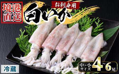 ＜平日着＞＜先行予約受付中！7月～9月上旬配送予定＞＜数量限定＞お刺身用白いか(4～6尾)イカ 魚 魚介 いか 刺身 期間限定 国産 鳥取 冷蔵【sm-AA015-A】【いたくら】