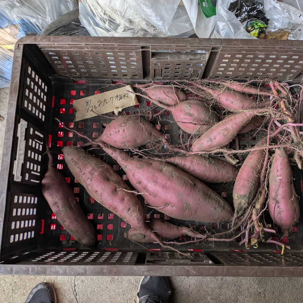 【ふるさと納税】雪解け甘藷「シルクスイート」訳アリ 甘い 甘さ凝縮 訳あり品 さつまいもスイーツ シルクスイート さつまいも 寒冷地 なめらか 青森県 三戸町 CE-25-005