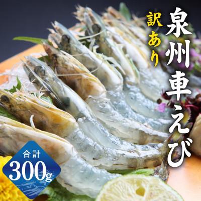 ふるさと納税 泉佐野市 【生食可】泉州車えび 300g 訳あり サイズ不揃い 先行予約 G2185