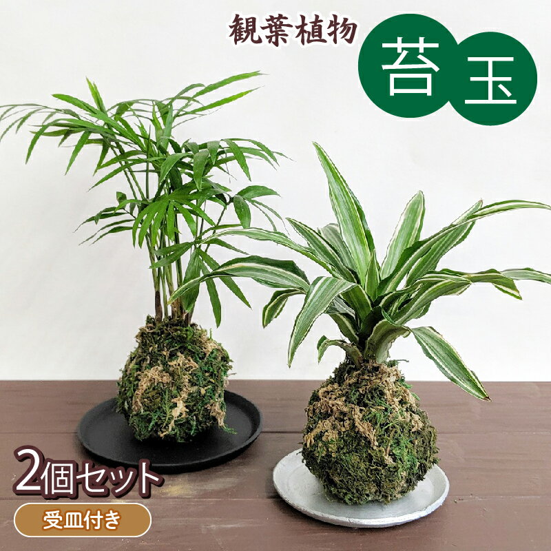 【ふるさと納税】 観葉植物 こけ玉 2個 セット 受皿付き 苔玉 植物 苔 こけ インテリア 雑貨 玄関 グリーン リビング 和風 室内 ガーデニング 空間づくり 室内装飾 オフィス 緑 しょくぶつ 卓上 藤枝市 静岡県