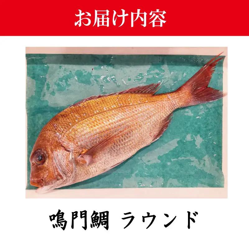 鳴門鯛 2kg ラウンド 2尾 鳴門鯛