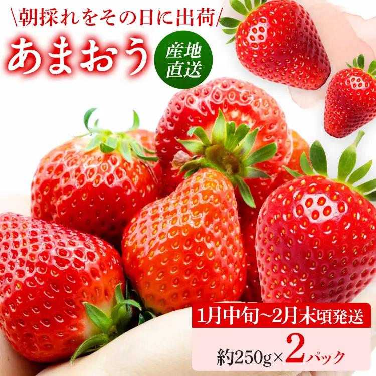 いちご   産地直送　福岡県産あまおういちご　エコ農産品 (約250g×2パック)  【1月中旬〜2月末限定】 ※北海道・沖縄・離島は配送不可  いちご