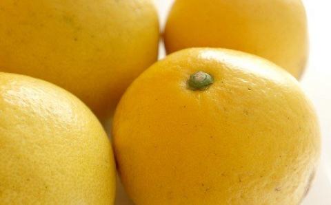 土佐文旦 5kg 2L～3Lサイズ（ご家庭用） 植田農園［1535］