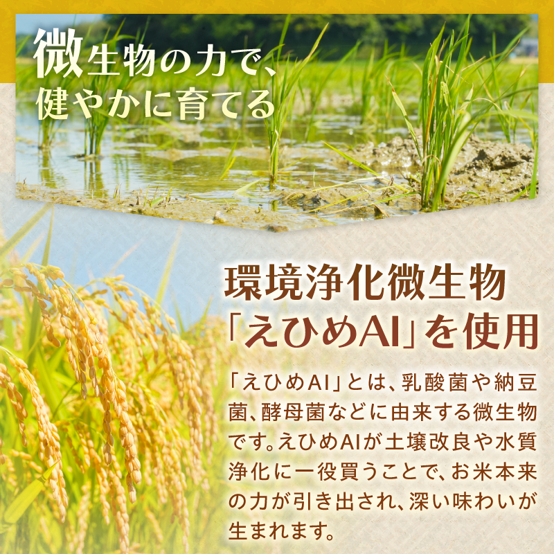 令和7年ミルキークイーン10kg
