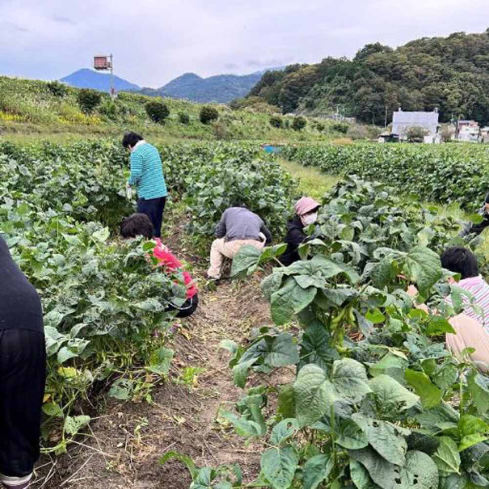 【ふるさと納税】 あけぼの大豆 枝豆 摘み取り体験チケット 1枚 1袋 約1.2kg分 体験 チケット 利用券 商品券 摘み取り 大豆 だいず 枝豆 えだまめ 豆 豆類 料理 山梨県産 国産 山梨県 身延町 送料無料 【2026年10月10日〜12日・17日・18日限定】