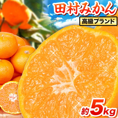 【ふるさと納税】みかん 高級ブランド 田村みかん 約5kg 株式会社魚鶴商店《11月下旬-2月上旬頃出荷(土日祝除く)》和歌山県 日高町 柑橘 フルーツ くだもの 果物