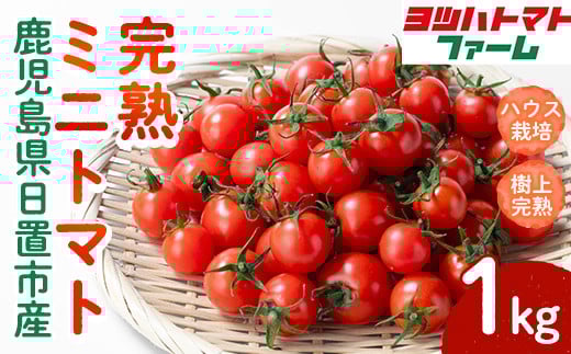 No.1195-A ハウス栽培 完熟ミニトマト(1kg) 国産 九州産 トマト とまと ミニトマト 野菜 ハウストマト 完熟 産地直送【ヨツハトマトファーム】【1195-A】【1195-B】【1195-C】