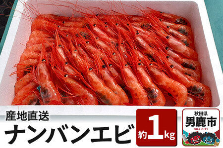 《先行受付 2026年4月上旬より発送》産地直送 ナンバンエビ 約1kg！ ぷりっぷりでとろける甘さ お刺身や海鮮丼に 秋田県 男鹿市 萬漁水産