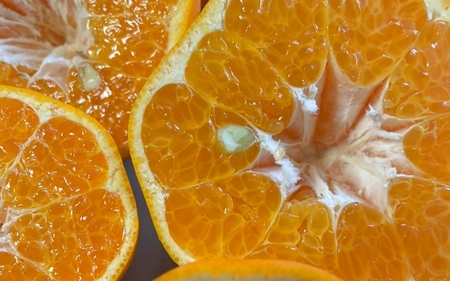 農家直送 ご家庭用 はるみみかん 約10kg S～4Lサイズ混合