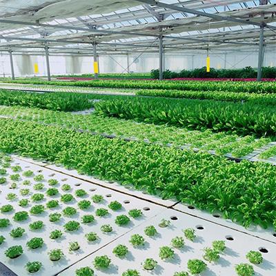 ふるさと納税 野田市 【毎月定期便】お日様ベビーリーフ5種セット全3回 |  | 01