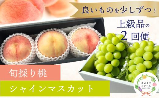 量より質！厳選した大玉桃と大粒のシャインマスカットが届く２回便！ (定期便)(岡山県産) 【2026年先行予約】 【KF-T063-01】