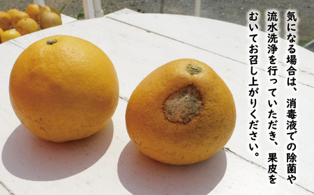 訳あり 文旦 14.5kg 13000円 ぶんたん みかん mikan 蜜柑 ミカン わけあり 家庭用 産地直送 国産 農家直送 糖度 期間限定 数量限定 特産品 ゼリー ジュース アイス 人気 限定