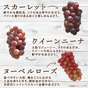 彩り豊かな完熟ぶどう バラ粒パックセット 1.5㎏【tbb02】