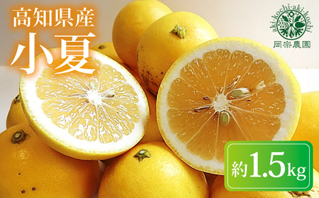 【2026年出荷分】小夏 (日向夏) 小夏 1.5kg | 期間 数量 限定 旬 人気 果物 くだもの 柑橘 フルーツ みかん ジュース 高知県 安芸市 BK