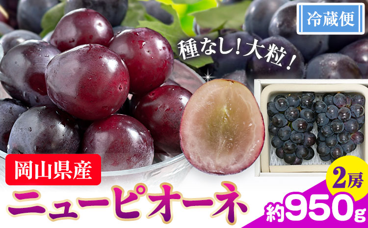 【先行予約】ぶどう ニューピオーネ  約950g 2房 【配送不可地域あり】（北海道・沖縄・離島） 株式会社藍《9月中旬-10月下旬頃出荷》 岡山県 浅口市 岡山県産 ぶどう フルーツ 果物 くだもの ピオーネ 送料無料---124_c902_9c10g_24_16000_2---