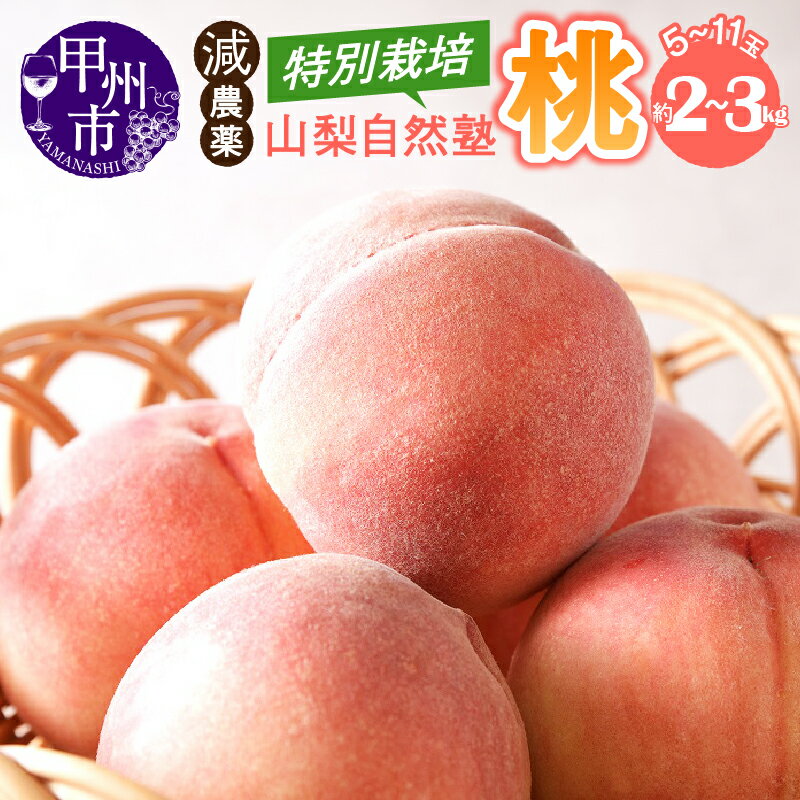 【ふるさと納税】 桃 選べる内容量 約2kg～約3kg 5～11玉 果物 フルーツ もも 果実 2025年発送 白鳳系 白桃系 特別栽培 モモ 新鮮 産地直送 期間限定 数量限定 6月 7月 8月 発送 贈答 家庭用 ギフト 自然塾 山梨 甲州市 （YSGK）