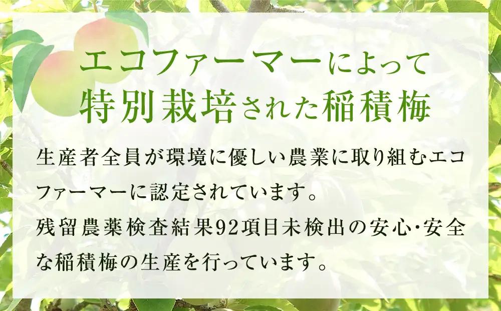 越中伝統梅干し 氷見稲積梅 1kg （塩分約12%）｜富山県固有種 稲積梅 添加物不使用 手作り  