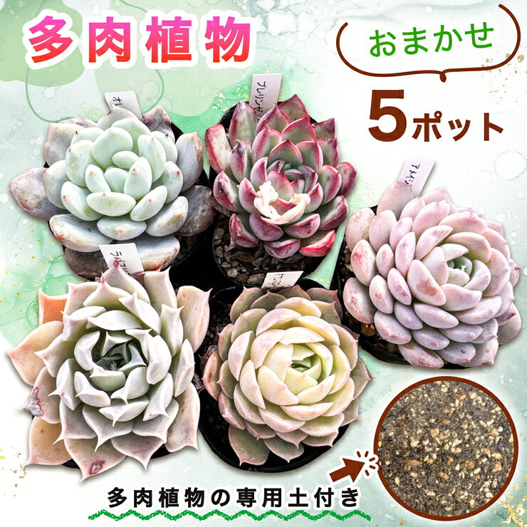 【ふるさと納税】《9月下旬より順次発送》多肉植物 苗 おまかせ 5ポット★多肉植物専用土1パック付きで初心者も安心！｜先行受付 ガーデニング 植物 観葉植物 [0994]
