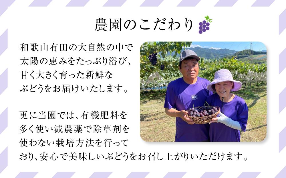 先行予約 和歌山 有田産 巨峰 約2kg 4〜6房 ぶどう フルーツ 果物 【2025年8月中旬以降発送】