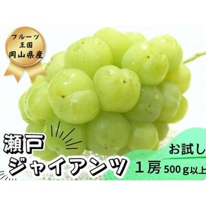 【2025年先行受付】お試し　朝採り新鮮!人気ぶどう瀬戸ジャイアンツ1房　500g以上【配送不可地域：離島】【1566950】