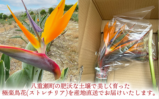 伊集農園がお届けする 極楽鳥花（ストレリチア）（約10本入り）- 産地直送 沖縄県産 生花 エキゾチック 贈り物 花 フラワー 新鮮 インテリア 沖縄県 八重瀬町