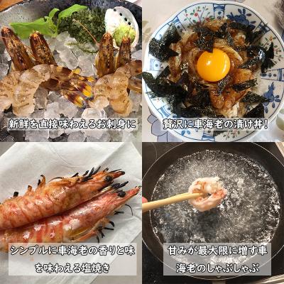 ふるさと納税 宇城市 【特殊冷凍】 車海老 250g (大サイズ厳選品)(6~8尾)水揚げ即真空パック&瞬間冷凍で鮮度抜群 |  | 02