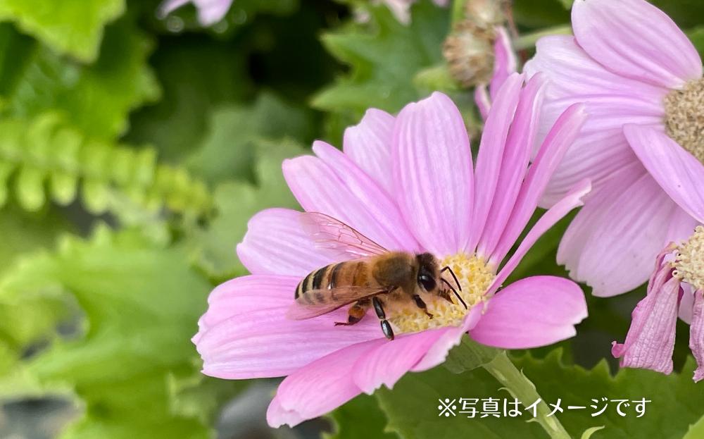 やんばるpure生蜂蜜 (国産はちみつ) 甘い百花蜜 180ｇ２本