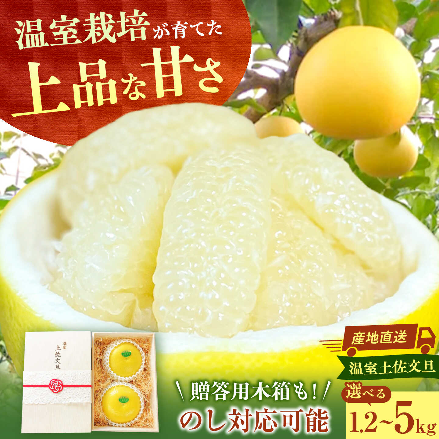 【ふるさと納税】【先行予約】温室土佐文旦 1.2kg/3kg/5kg 〈選べる内容量〉厳選/訳あり/ 贈答用木箱入り 大玉/Lサイズ 土佐文旦 高知 柑橘 フルーツ ぶんたん 果物 甘い 旬 産直 お取り寄せ 季節限定 温室 早い 先行 高知県土佐市/土佐文旦の藤岡[BQBJ002]