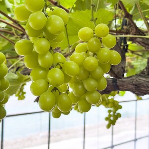 【先行受付】信州産 シャインマスカット ギフト用 約1.2kg(1房～3房)