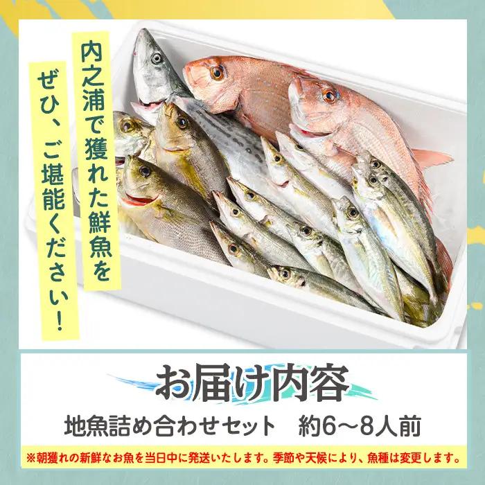 鮮魚ボックス 鮮魚BOX 地魚 詰め合わせ 約6～8人分 産地直送【マルケイ水産】C09001