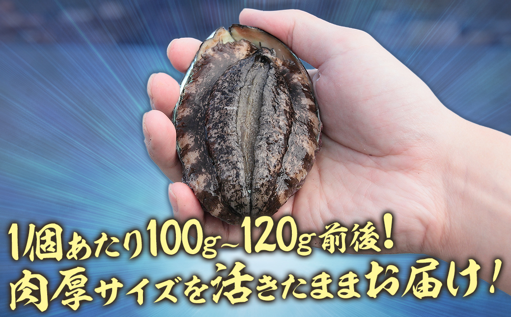北海道室蘭産 天然活蝦夷あわび 5個入（1個100g～120g前後）（2025年11月下旬頃お届け） MROH006
