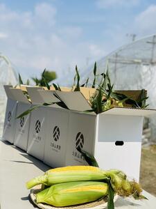 ＜2025年6月発送＞【完熟メロンのように甘い】朝採り!スイートコーン　約4kg（8～10本）【プレゼントにもオススメ】