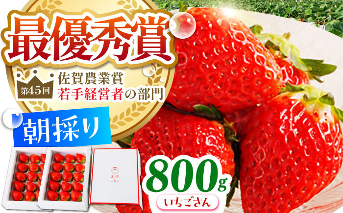 
                  【農薬0への挑戦】【1～2月発送】王様のいちご いちごさん 800g ( 400g×2箱 )【むらおか農園】 [HAF009]
                