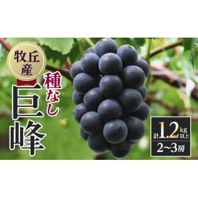 【2026年発送　先行受付】山梨直送!!種なし巨峰2～3房(1.2kg以上)【配送不可地域：離島・沖縄県】