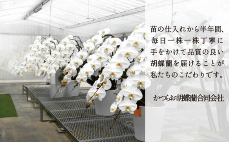 【７月発送分】コチョウラン３本立て【鴻巣花き市場品評会で最高賞受賞】